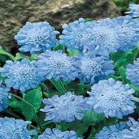 Butterfly Blue
