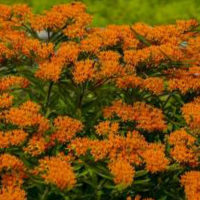 Butterfly Weed