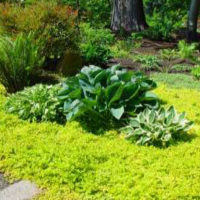 Creeping Jenny