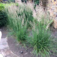 Karl Foerster Grass