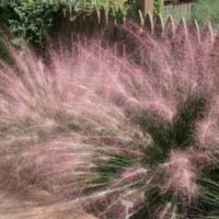 Pink Muhly Grass