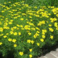 Zagreb Coreopsis