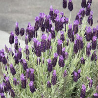 'Silver Anouk' Spanish Lavender