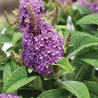 'Dapper' Lavender Portfolio Butterfly Bush